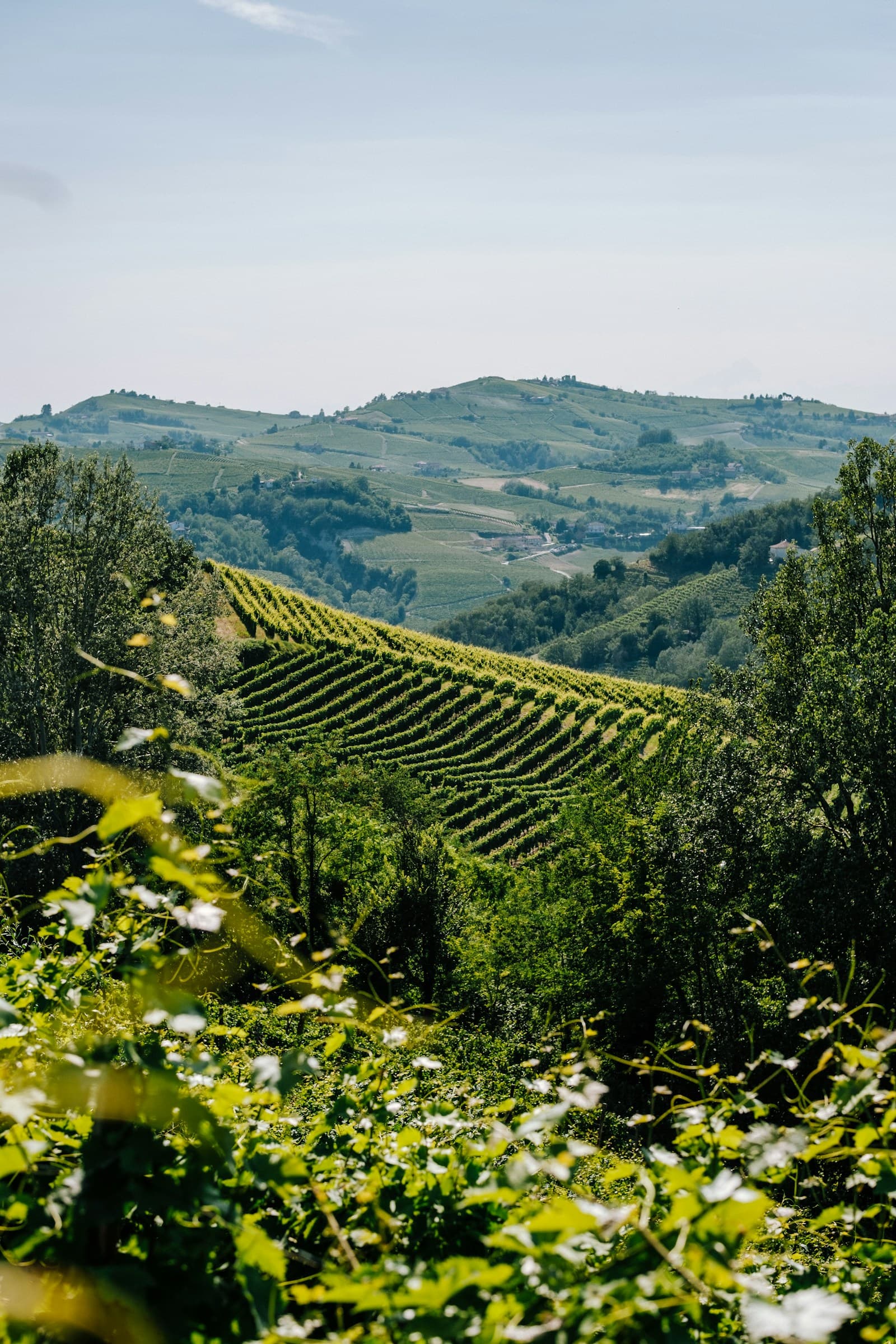 Piemonte — Giacomo Conterno Monfortino